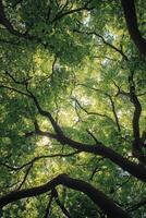 Green leaves filtering sunlight through branches in a forest during the day photo