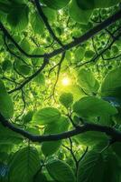 Green leaves filtering sunlight through branches in a forest during the day photo