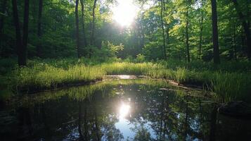 Sunrise over a tranquil pond in a forest clearing during early morning photo