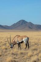 A solitary oryx stands in golden grasslands with a mountain backdrop at sunset photo