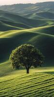 Lush green hills with a solitary tree during golden hour in a serene landscape photo