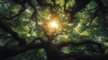 Lush green treetops stretching towards a clear blue sky in the afternoon sunlight photo