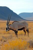 A solitary oryx stands in golden grasslands with a mountain backdrop at sunset photo