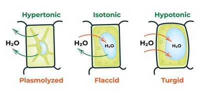 Flaccid Cell Plasmolysed Cell And Turgid Cell Hypertonic Isotonic Hypotonic Colorful Symbols vector