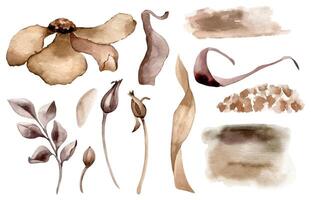 Flower and leaves in monotone sienna watercolor set. Fantasy plants in brown color isolated on white. Watercolor background. Elements for the design of branding , invitations, printed products. vector