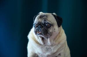 A close-up portrait of a pug dog with a curious and endearing expression, set against a green background photo