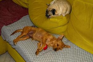 a small red eared dog and an old pug are resting on the sofa 1 photo