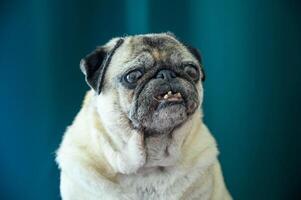 Portrait of pug dog on green background photo