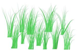 The front yard green grass borders on white background. The grass is very popular. vector