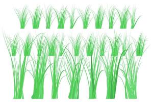 Front yard green grass borders on white background. vector