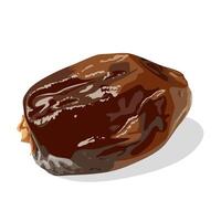 Illustration of dried dates, isolated on white background. vector