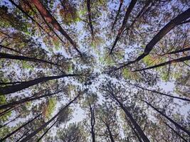 A view up into the canopy of tall trees photo