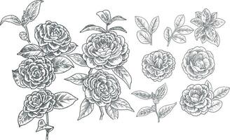 Realistic Hand drawn camelia flower illustration assets vector