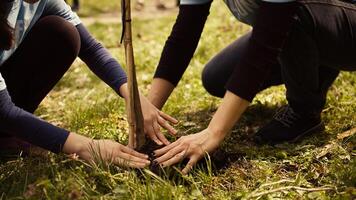 Safeguarding ecologic balance and natural environment, mother and child collaborate on planting trees in the forest. Activists dig holes for sprouts, supports sustainable lifestyle. Camera B. photo