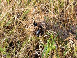 European black widow Latrodectus tredecimguttatus, A female spider in her nest with killed insects, a beetle photo