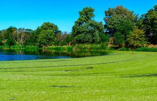 Picturesque eutrophic pond covered with green Duckweed and Wolfia algae, surrounded by lush plants and an old building that evokes tranquility. photo