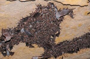 A large colony of bats resting during the day in the catacombs of eastern Crimea photo