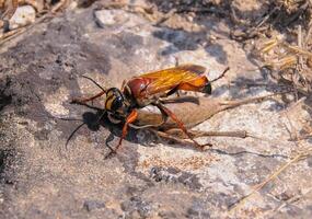 Great golden digger Sphex ichneumoneus, A wasp paralyzes a grasshopper and drags it into a hole dug in the sand photo