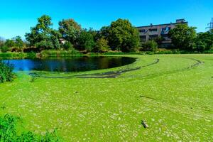 Picturesque eutrophic pond covered with green Duckweed and Wolfia algae, surrounded by lush plants and an old building that evokes tranquility. photo