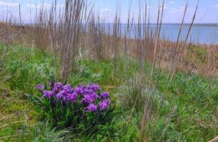 Purple flowers, Endangered steppe plant pygmy iris or dwarf iris Iris pumila, Red Book of Ukraine photo