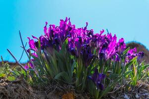 Purple flowers, Endangered steppe plant pygmy iris or dwarf iris Iris pumila, Red Book of Ukraine photo