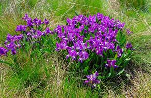 Purple flowers, Endangered steppe plant pygmy iris or dwarf iris Iris pumila, Red Book of Ukraine photo