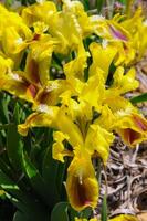 Yellow flowers, Endangered steppe plant pygmy iris or dwarf iris Iris pumila, Red Book of Ukraine photo