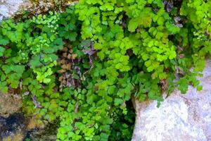 Adiantum capillus-veneris, fern plants hanging over the water in a wet gorge on the island of Gozo, Malta photo