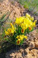Yellow flowers, Endangered steppe plant pygmy iris or dwarf iris Iris pumila, Red Book of Ukraine photo