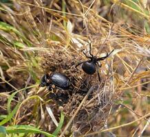 European black widow Latrodectus tredecimguttatus, A female spider in her nest with killed insects, a beetle photo