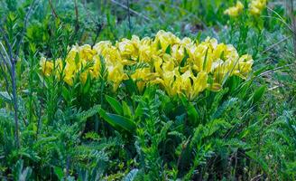 Yellow flowers, Endangered steppe plant pygmy iris or dwarf iris Iris pumila, Red Book of Ukraine photo
