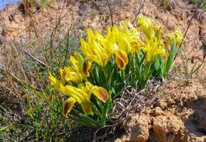 Yellow flowers, Endangered steppe plant pygmy iris or dwarf iris Iris pumila, Red Book of Ukraine photo