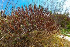 Euphorbia sp., poisonous succulent plant with succulent stem on erosional coastal cliffs of Gozo island, Malta photo