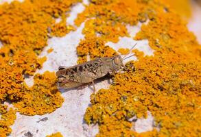 Grasshopper, Yellow and gray lichens on coastal rocks and stones in eastern Crimea photo