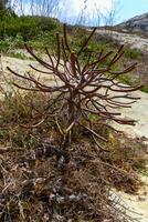 Euphorbia sp., poisonous succulent plant with succulent stem on erosional coastal cliffs of Gozo island, Malta photo