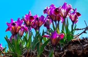 Purple flowers, Endangered steppe plant pygmy iris or dwarf iris Iris pumila, Red Book of Ukraine photo
