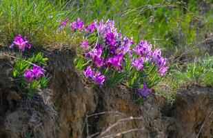 Purple flowers, Endangered steppe plant pygmy iris or dwarf iris Iris pumila, Red Book of Ukraine photo
