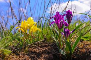 Yellow and purple flowers, Endangered steppe plant pygmy iris or dwarf iris Iris pumila, Red Book of Ukraine photo