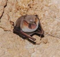 A bat rests upside down during the day in the catacombs of eastern Crimea photo