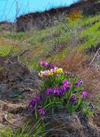 Yellow and purple flowers, Endangered steppe plant pygmy iris or dwarf iris Iris pumila, Red Book of Ukraine photo