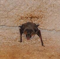 A bat rests upside down during the day in the catacombs of eastern Crimea photo