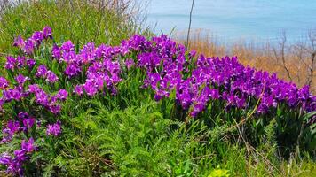 Purple flowers, Endangered steppe plant pygmy iris or dwarf iris Iris pumila, Red Book of Ukraine photo