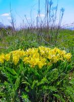 Yellow flowers, Endangered steppe plant pygmy iris or dwarf iris Iris pumila, Red Book of Ukraine photo