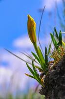 Yellow flowers, Endangered steppe plant pygmy iris or dwarf iris Iris pumila, Red Book of Ukraine photo