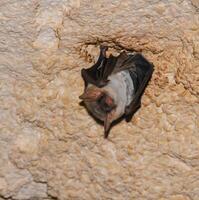 A bat rests upside down during the day in the catacombs of eastern Crimea photo
