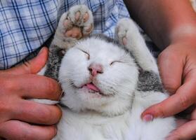 dormido gato en el manos de un persona, linda bozal de un Doméstico gato foto