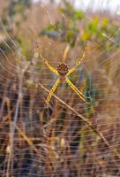 Huge spider Argiope lobata, Araneidae on a web, Krimea photo