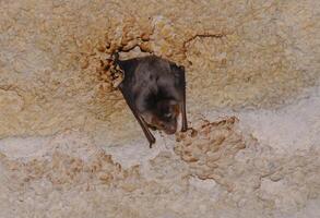 A bat rests upside down during the day in the catacombs of eastern Crimea photo