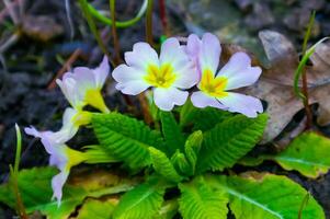 Primula vulgaris - herbaceous primrose plant blooming in spring photo