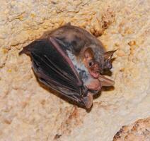 A bat rests upside down during the day in the catacombs of eastern Crimea photo